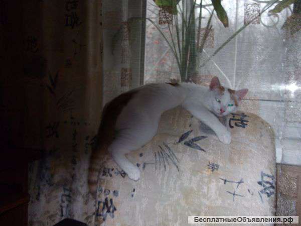 Котята отдаю даром