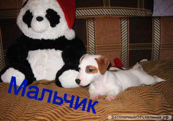 Щенки Джек Рассел терьера