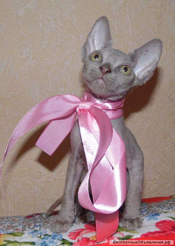 Котята сфинксята