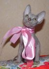 Котята сфинксята