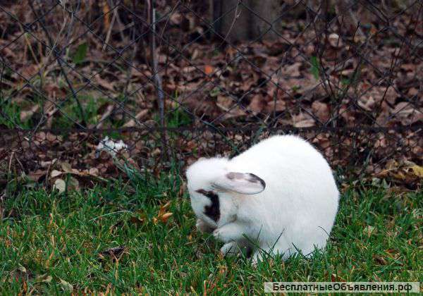 Декоративный кролик