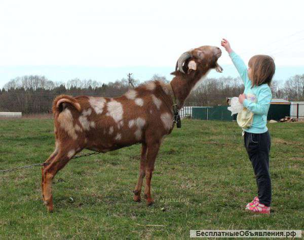 Нубийский козел для случки