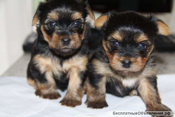 Йорки Мини
