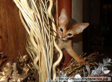 Абиссинские клубные котята