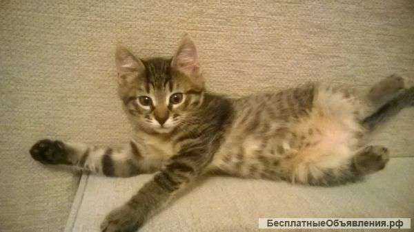 Котик хочет в добрые руки