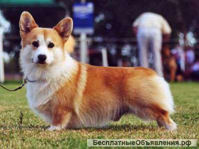 Куплю собаку вельш корге пенброк или кардиган