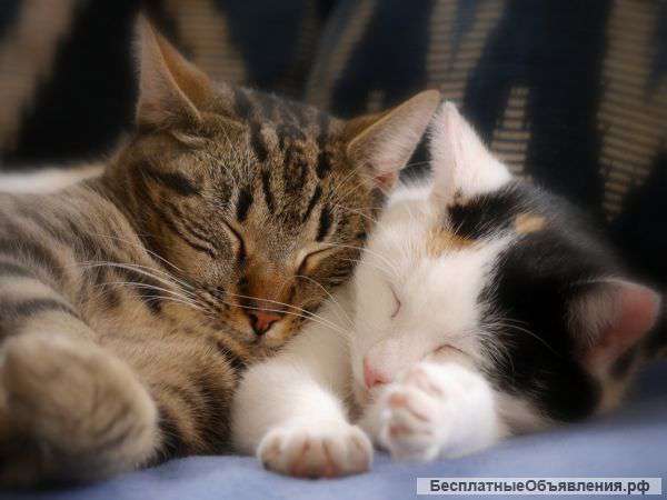 Котята в дар