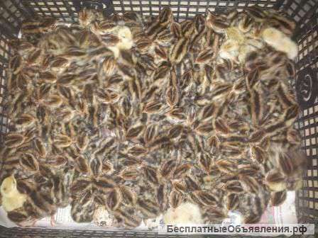 Птенцов перепелов, порода Фараон