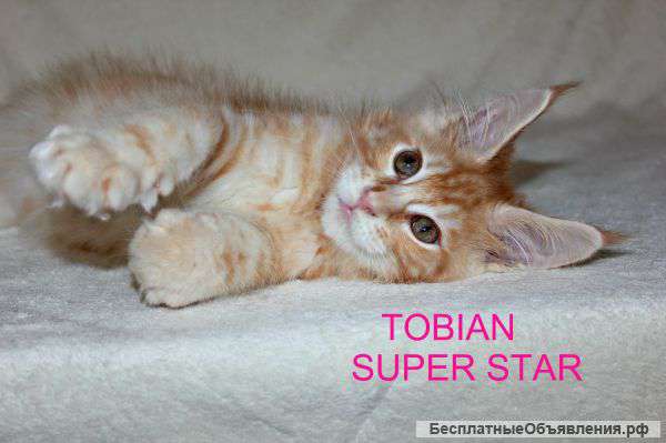 Котенок Мейн-Кун