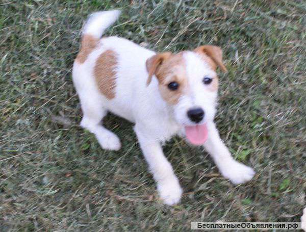Подрощеные щенки джек рассел терьера-девочки
