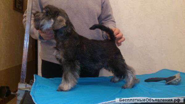 Щенок цвергшнауцера