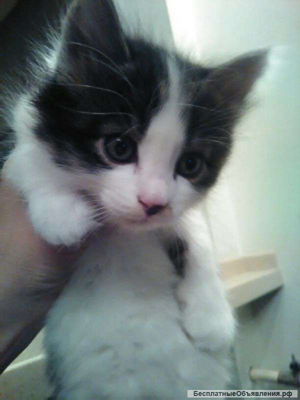 Котята в дар