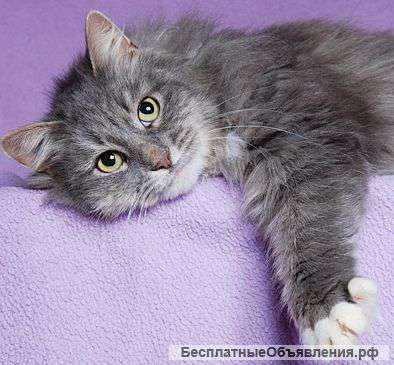 В хорошие руки очень добрая кошечка