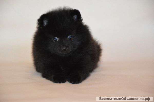 Кляйн шпиц. Девочка.