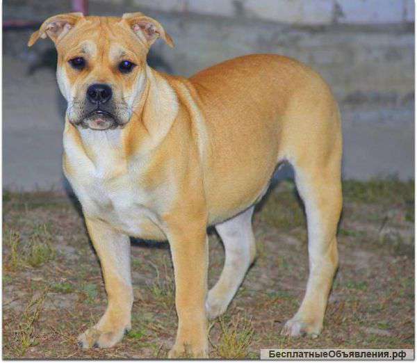 Красивые щенки Ка Де Бо. Отличный подарок для семьи