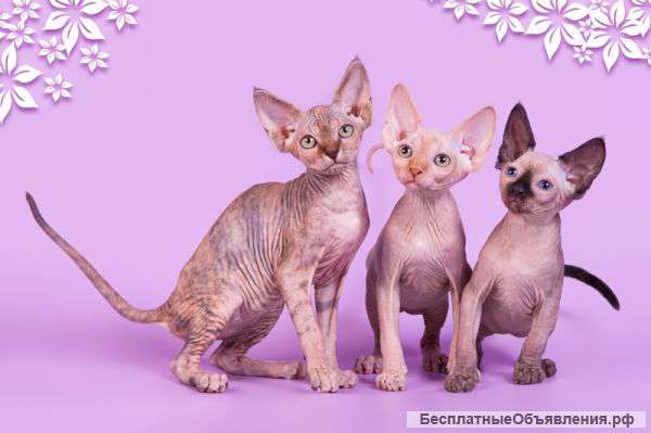 Самая нежная нежность - бамбино, эльф, канадский сфинкс