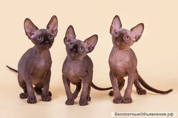 Самая нежная нежность - бамбино, эльф, канадский сфинкс