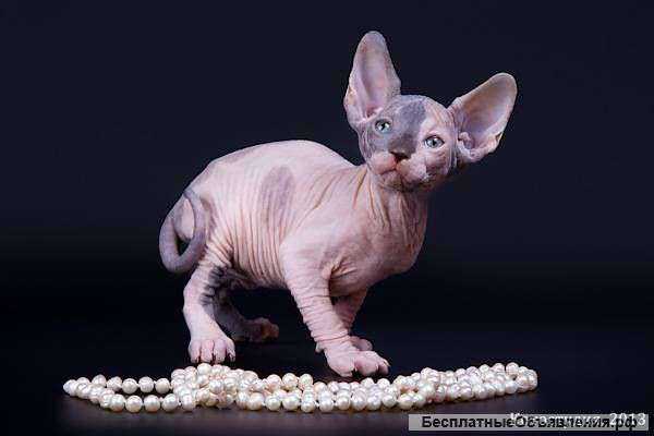 Самая нежная нежность - бамбино, эльф, канадский сфинкс