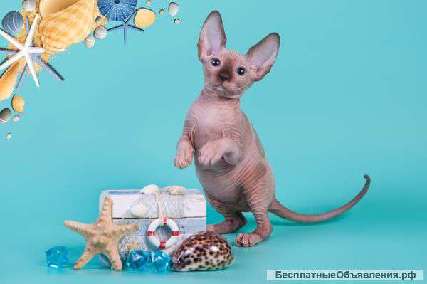 Волшебный котёнок сфинкс с другой планеты