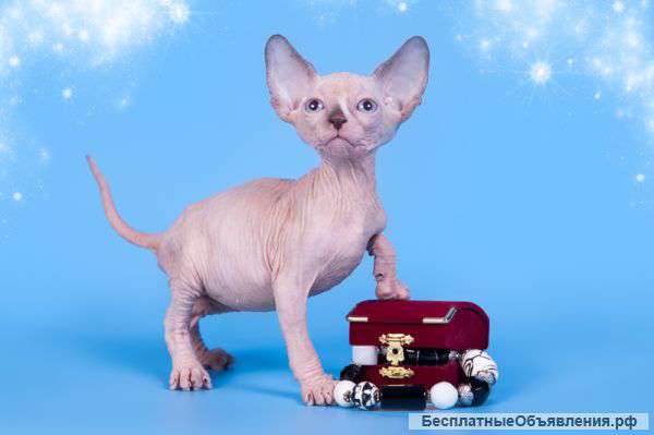 Волшебный котёнок сфинкс с другой планеты