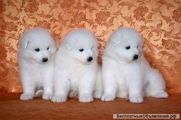 Самоедская лайка