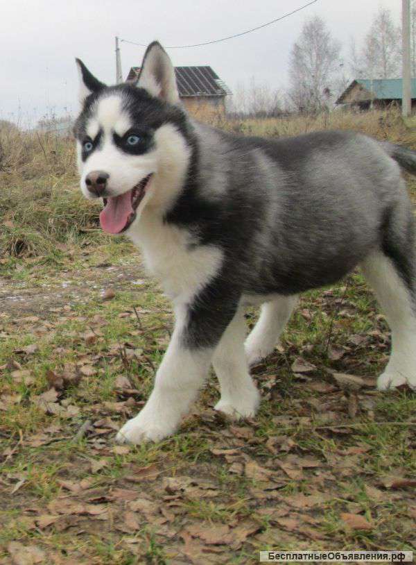 Щенок хаски