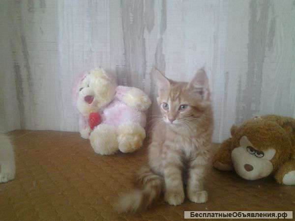 Рыжий мейн-кун котенок