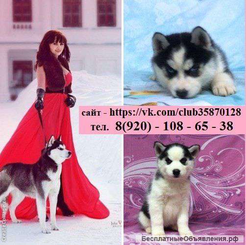 Хаски черно-белые голубоглазые щеночки