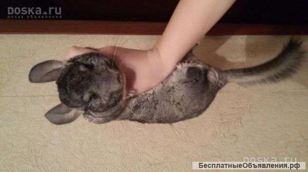 Отдам Шиншиллу