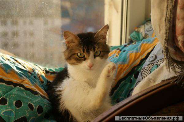 Отдам кота (Тимофея) в добрые руки, 2 года