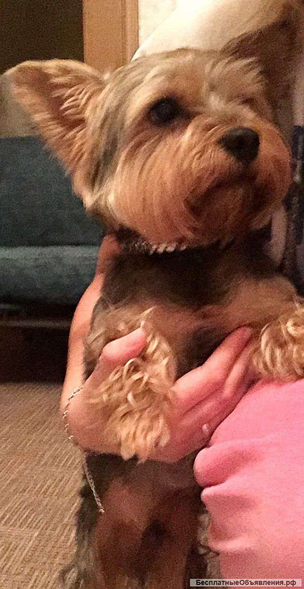 Йоркширский терьер, взрослый игривый мальчик