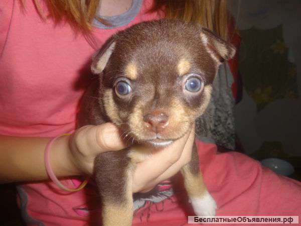 Щенки Чихуахуа