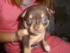 Щенки Чихуахуа