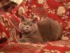 Британский котик от элитных производителей,продаем