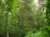 Лесной участок 15 соток со всеми коммуникациями рядом со станцией Тарасовская. Осташковское ш. 17 км