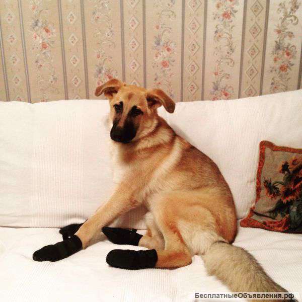 Щеночек метис овчарки в хорошие руки