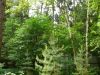 Красивый лесной участок 29,5 соток по Дмитровскому шоссе 17 км. В глубине за музеем Т-34.