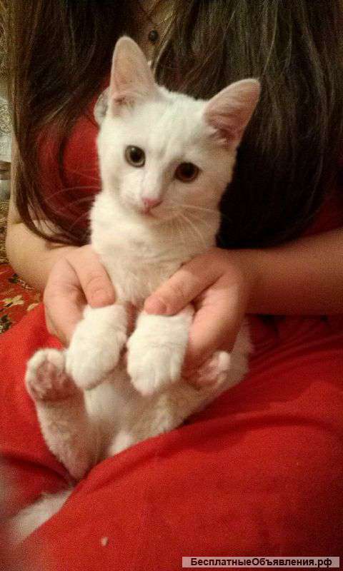 Котенок Саша в добрые руки