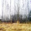 Земельный участок 12 соток ИЖС в Осиновой Роще