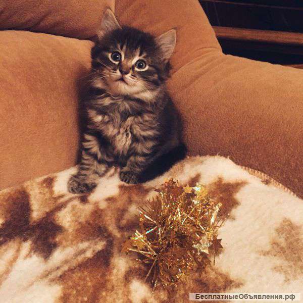 Две очаровашки ищут новый дом и любящих хозяев