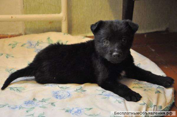 Щенки от полицейской собаки