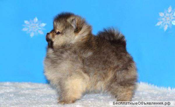 Шпиц миниатюрный померанский