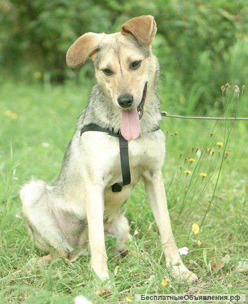 Таких не берут из приюта