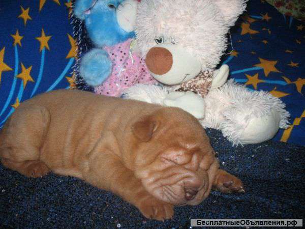 Щенок шар пея