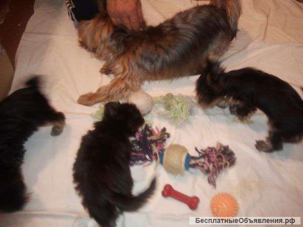 Йоркширский терьер