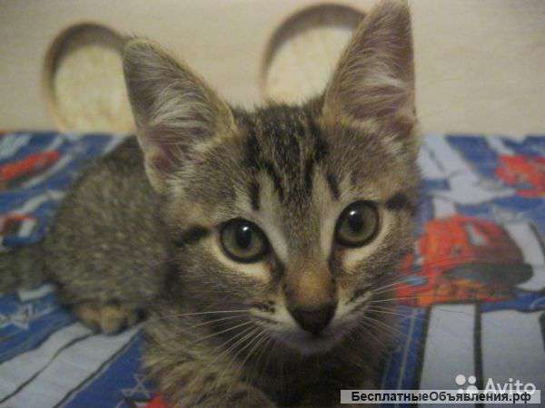 Метис донского сфинкса (2 мес.)