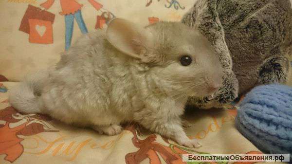 Шиншиллу продаю