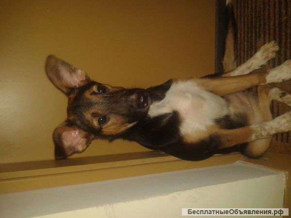 Динушка ищет хозяина