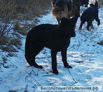 Щенки немецкой овчарки