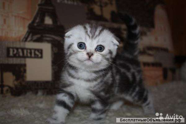 Шотландские котята